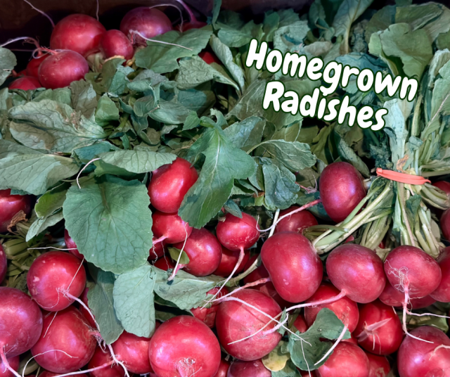image-997744-Homegrown_Radishes-aab32.w640.png