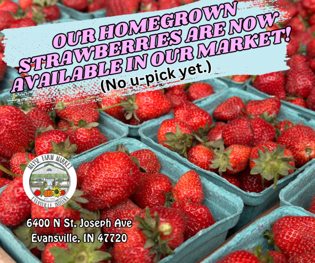 image-997762-Homegrown_strawberries_graphic-45c48.w640.png
