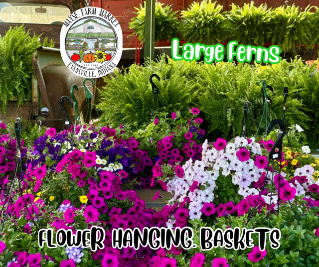 image-997841-Hanging_Baskets__Ferns_graphic-c9f0f.w640.png