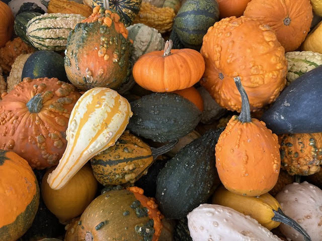 image-1003052-lARGE__little_GOURDS-8f14e.jpg