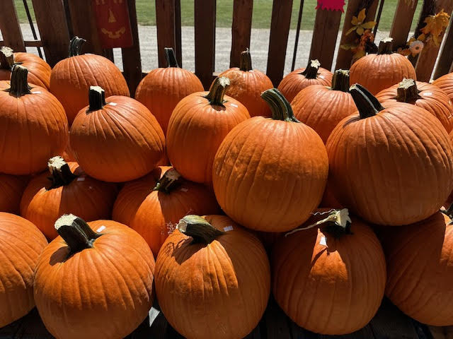 image-1003053-medium_pumpkins-9bf31.jpg