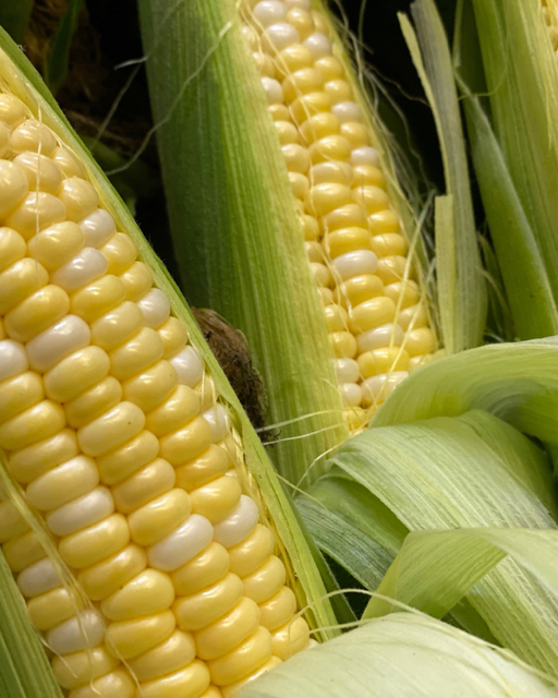 image-1013348-Bicolor_corn-45c48.w640.png
