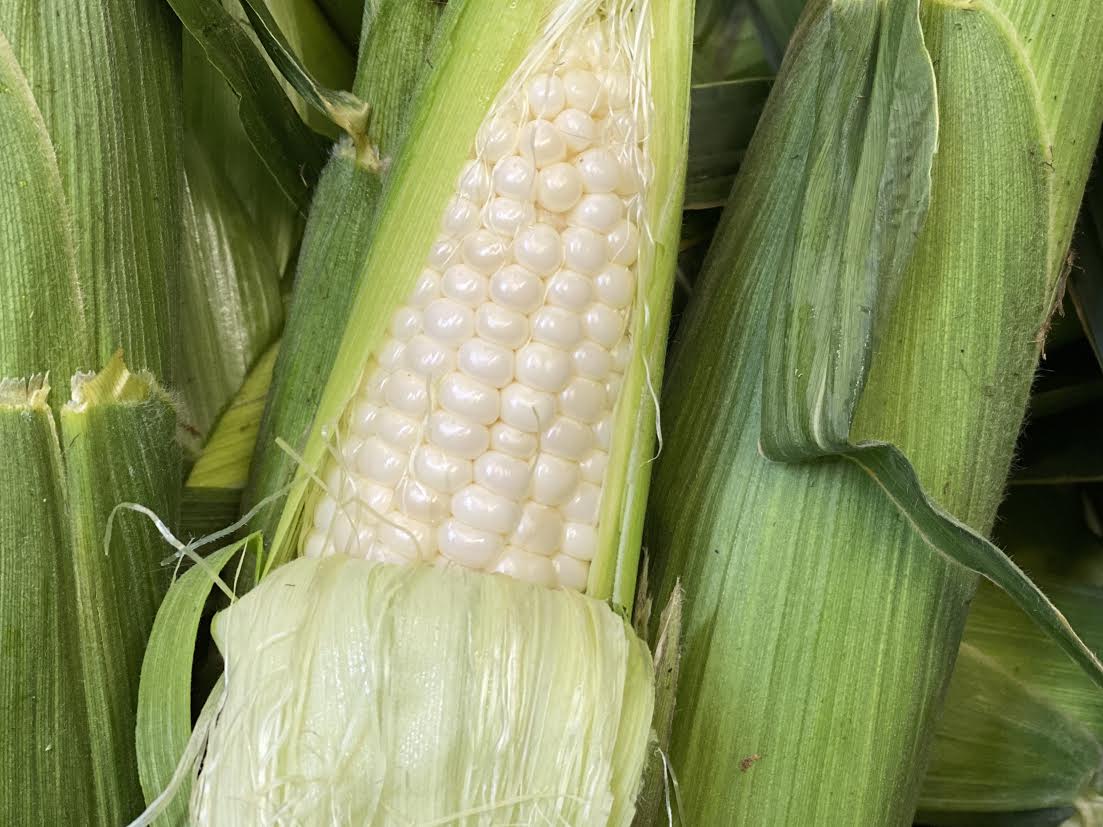 image-886757-White_sweet_corn1-e4da3.jpg