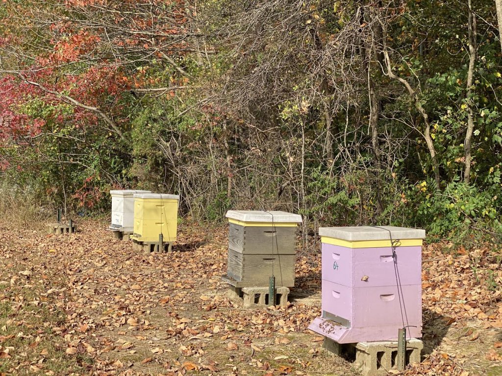 image-901456-Beehives-c20ad.w640.jpg
