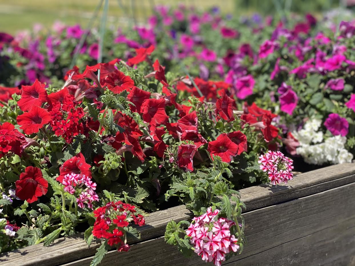 image-921022-Hanging_Basket_1-9bf31.jpg