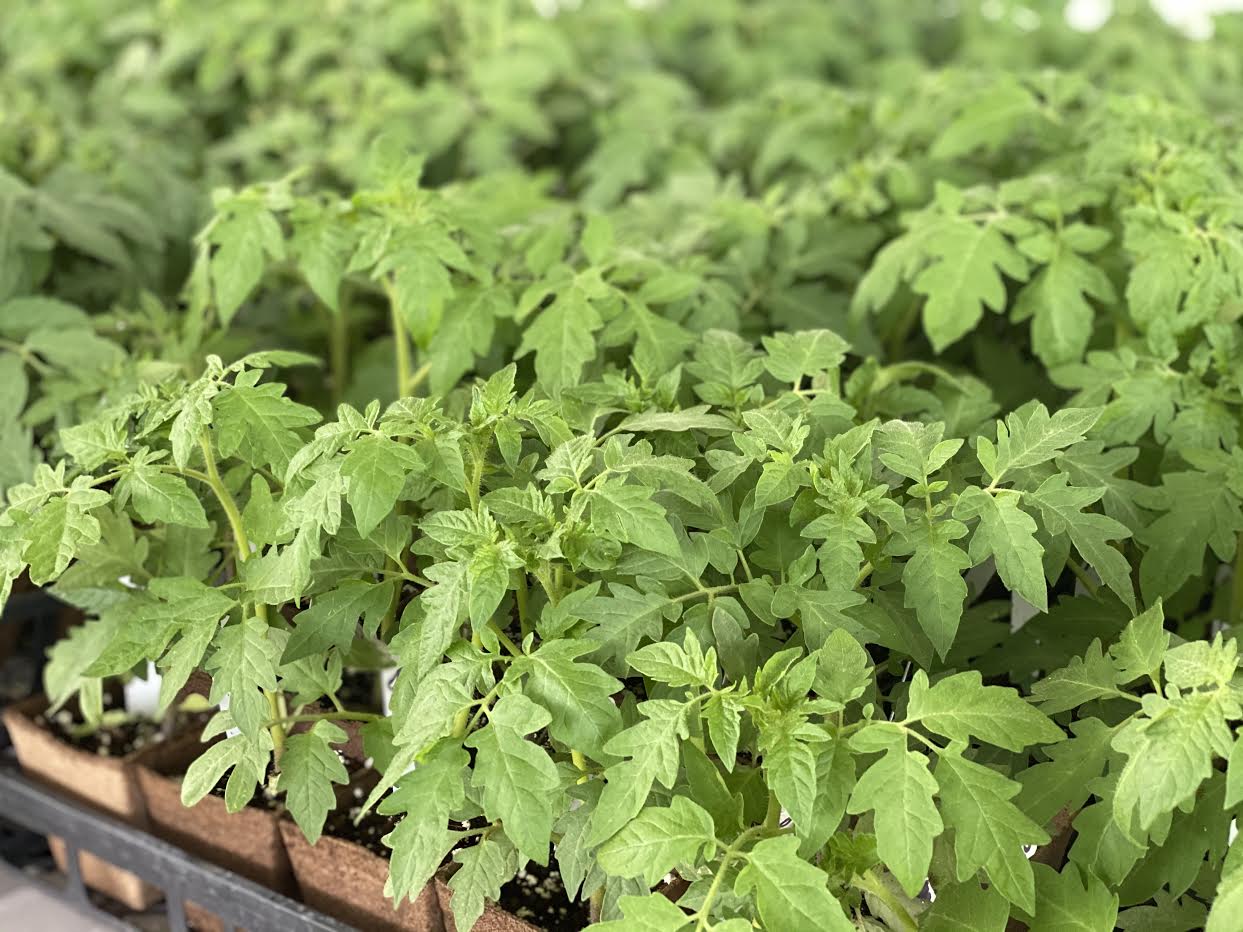image-921023-Tomato_Plants_for_sale-d3d94.jpg