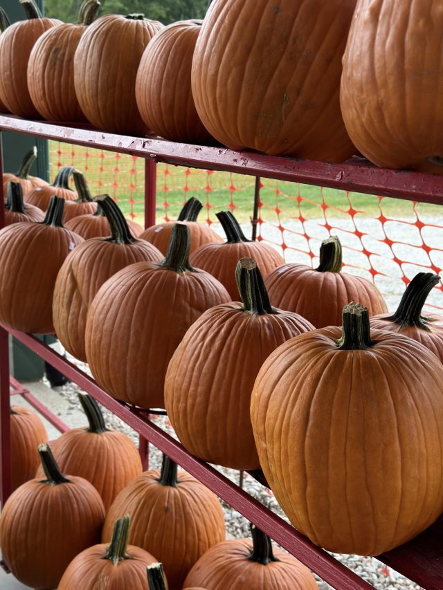 image-988210-large_pumpkins-e4da3.w640.jpg