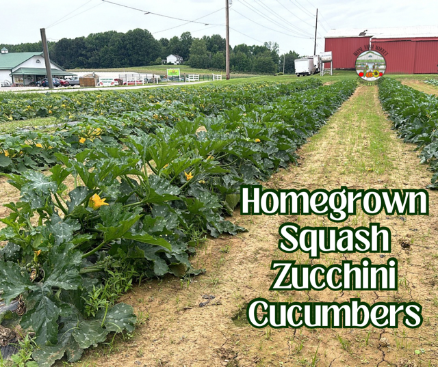 image-999656-Homegrown_Squash_Zucch_Cukes-aab32.w640.png