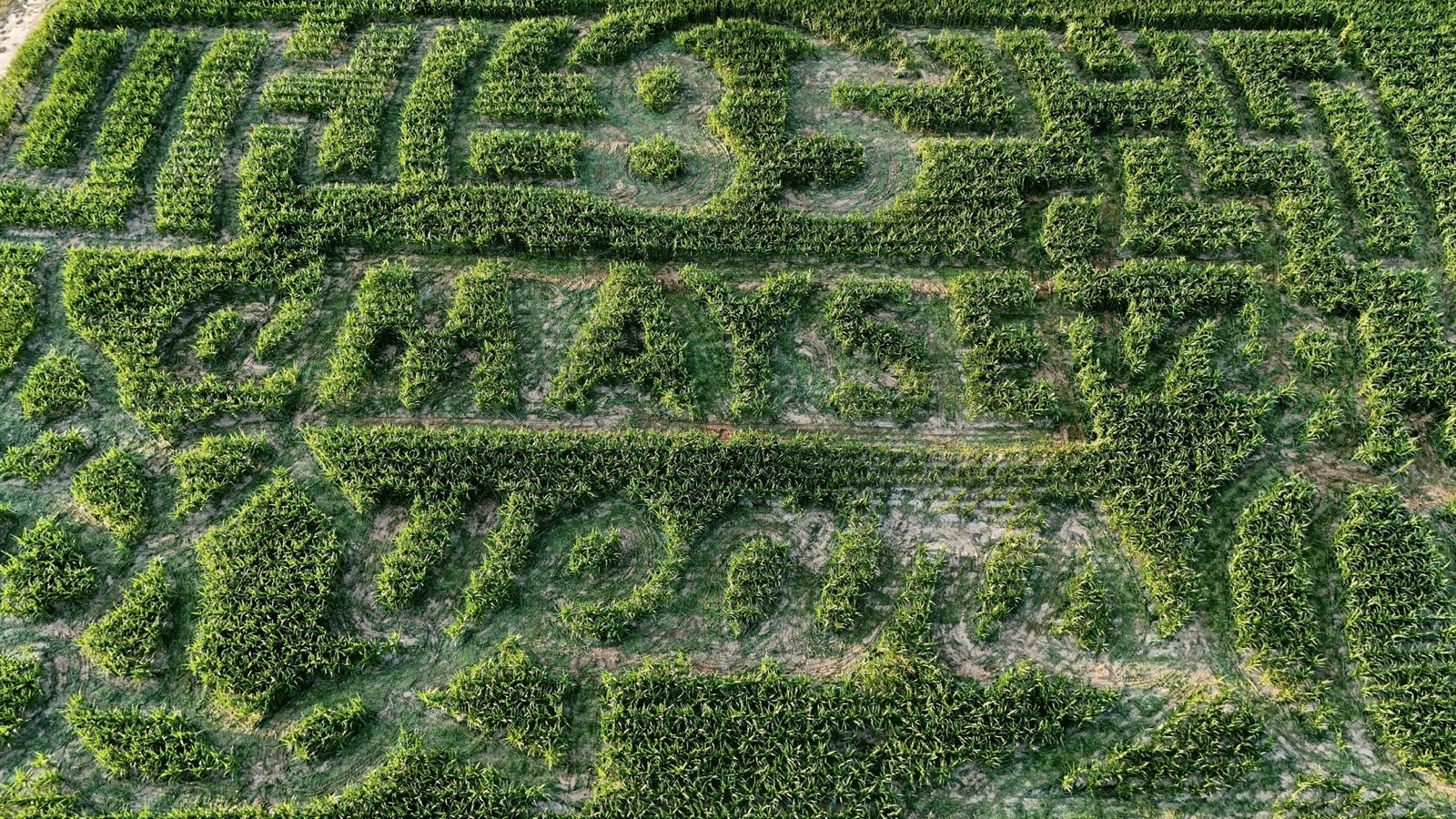 Corn maze at Mayse Farm Market