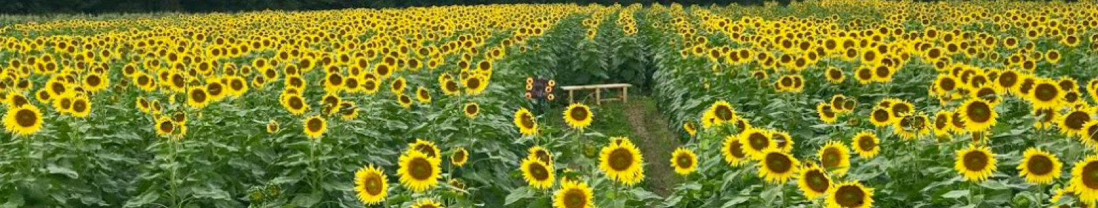 Sunflower field at Mayse Farm