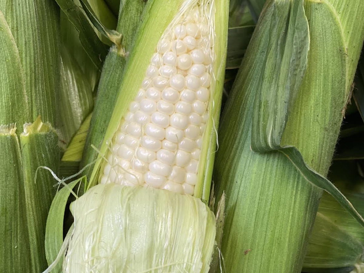 Summer at Mayse Farm Market