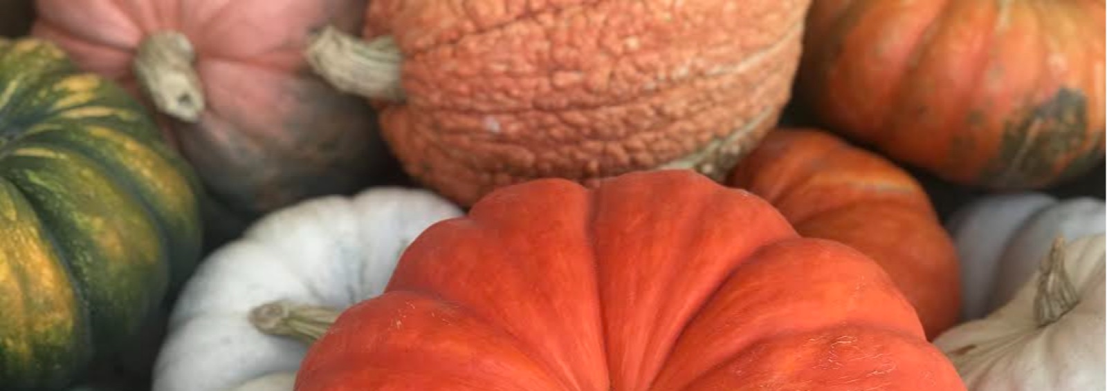 Fall at Mayse Farm Market