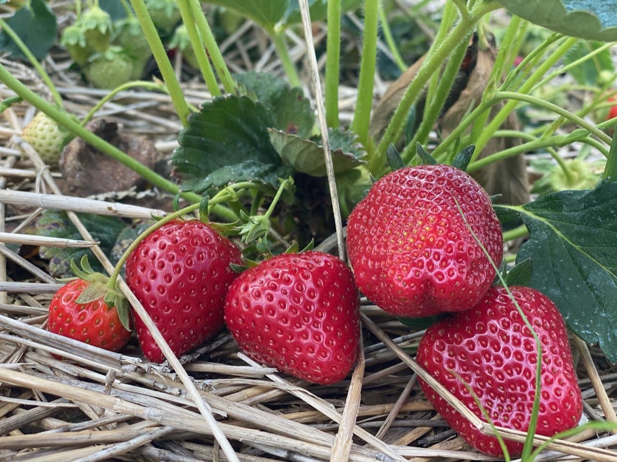 Spring at Mayse Farm Market